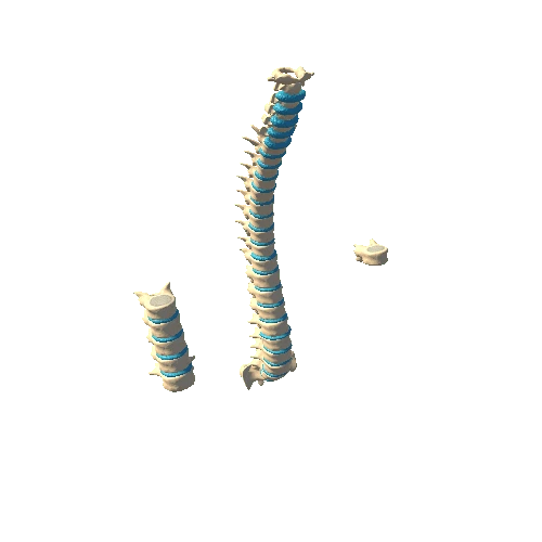 spine cord